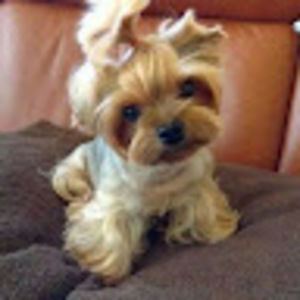 Meet your Posher, Pamela